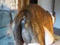 Animal sex video of petite girls having sex with dogs compilation